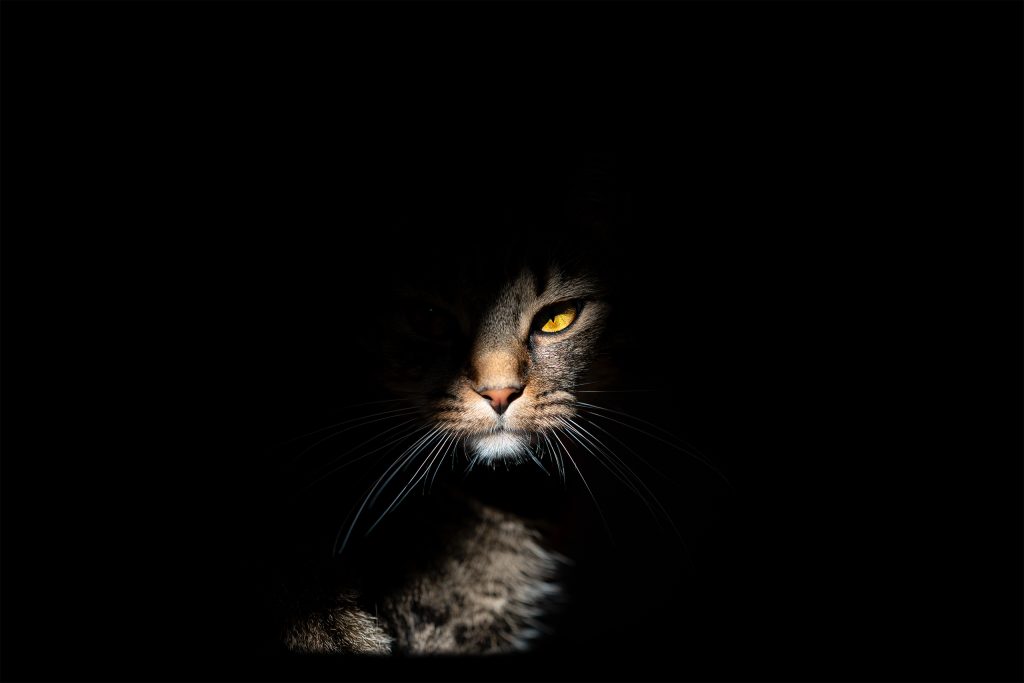 Clair obscur d'un chat laissant entrevoir son œil orange dans la lumière