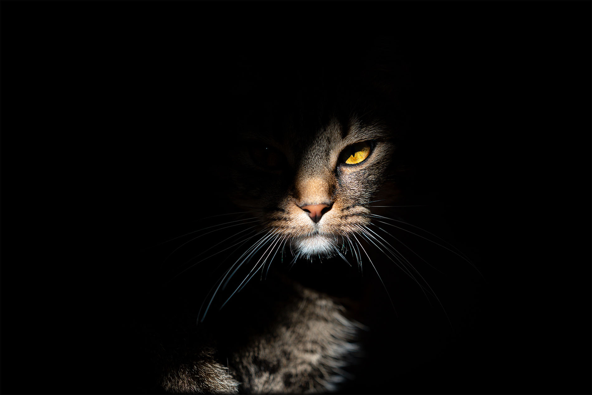 Clair obscur d'un chat laissant entrevoir son œil orange dans la lumière