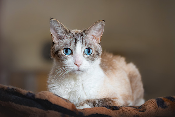chat-plaid