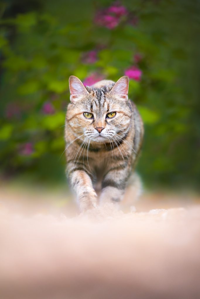 Portrait artistique d'un chat qui marche sur fond de fleurs
