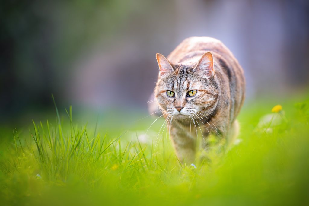 Portrait artistique d'un chat qui marche dans l'herbe