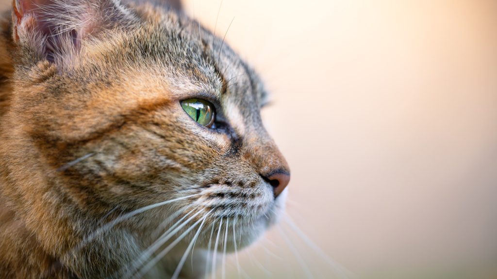 Photographie du regard d'un chat aux yeux verts