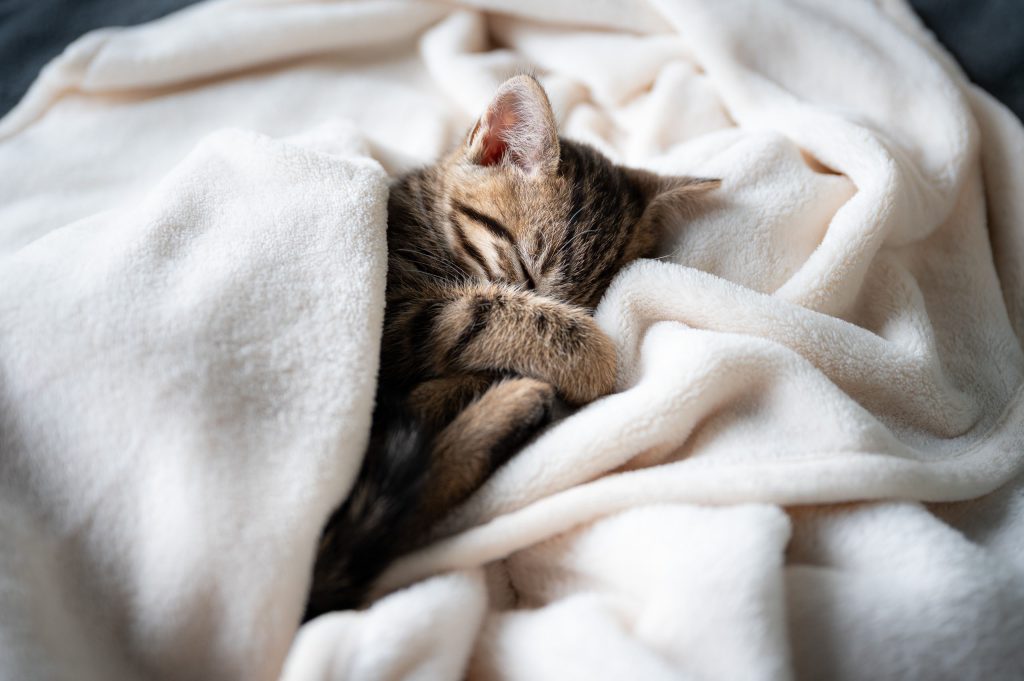 Chaton tigré qui dort paisiblement dans un plaid blanc