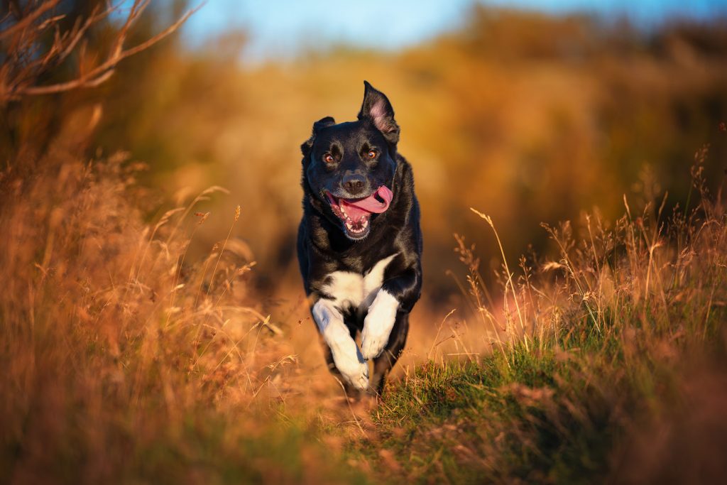 Chien noir qui court dans un champ au coucher du soleil