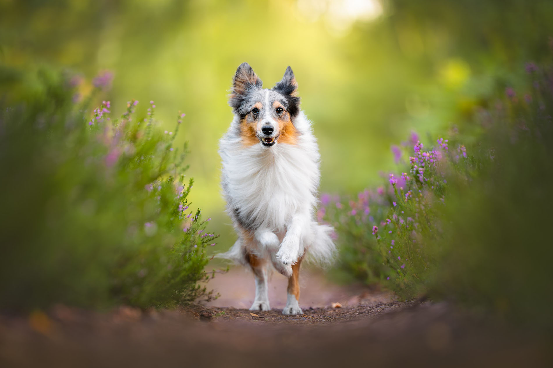 Sheltie qui court dans la bruyère à Rambouillet