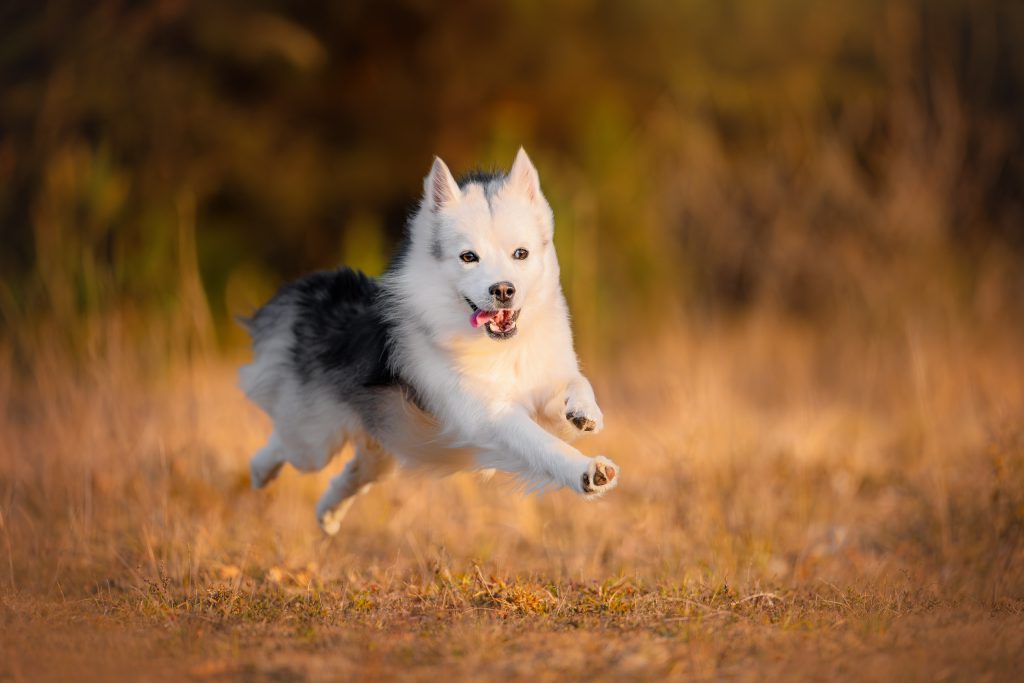 Chien blanc qui court dans une clairière au coucher du soleil