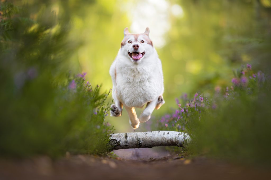 Laika qui saute un tronc d'arbre dans la bruyère à Rambouillet