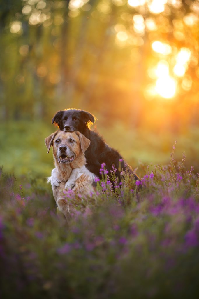 Deux chiens qui se font un câlin au coucher du soleil
