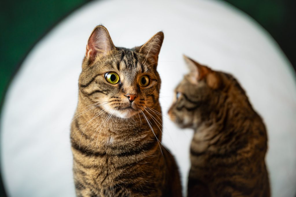 Photo studio de deux chats sur fond blanc et vert