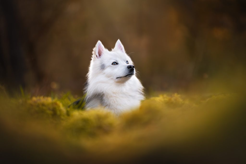 Portrait artistique d'un chien blanc en forêt de Fontainebleau