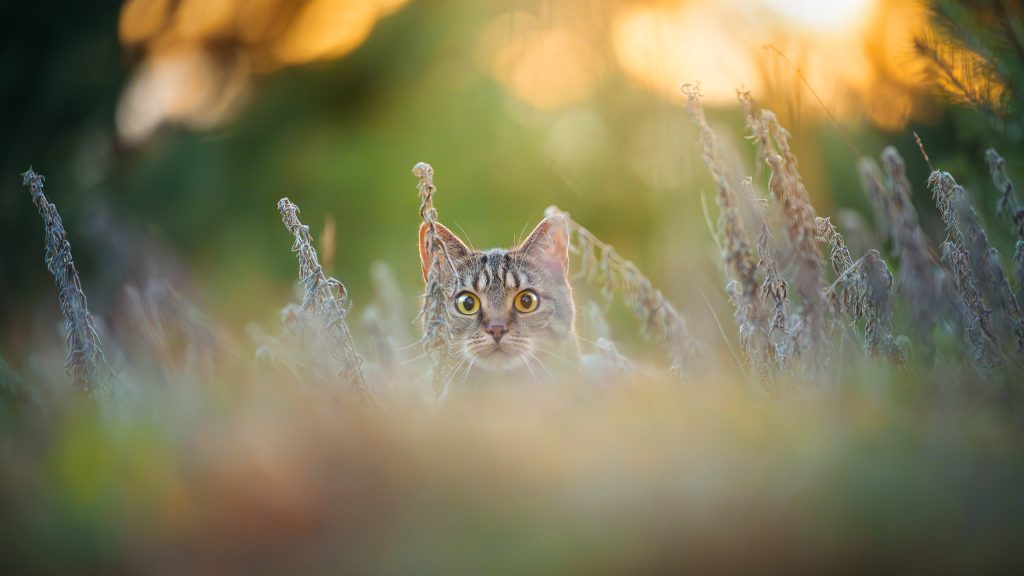 Portrait d'un chat au coucher du soleil en forêt de Fontainebleau