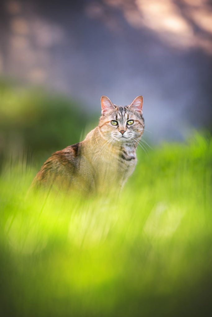 Portrait artistique d'un chat aux yeux verts dans l'herbe