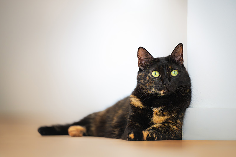 portrait-chat-intérieur
