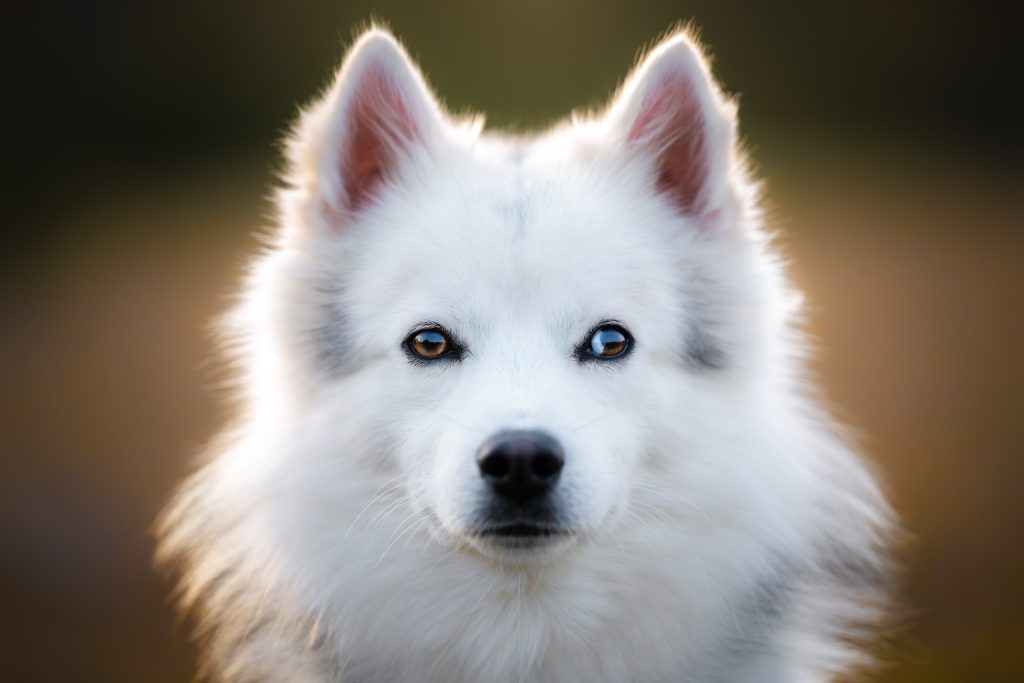 Chien blanc avec une tâche bleue dans l'oeil