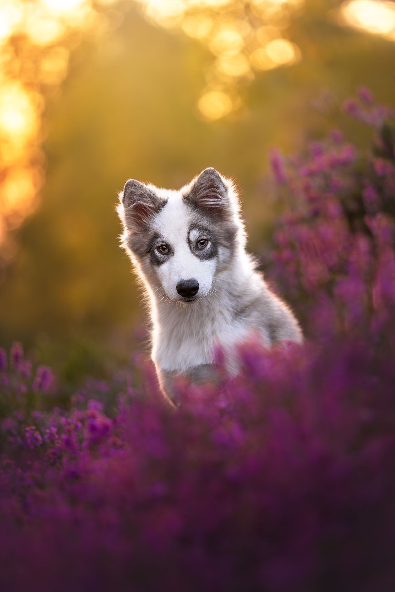 Portrait de Laika dans les bruyères au coucher du soleil à Rambouillet - version petite