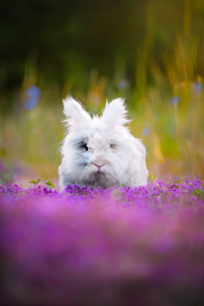 Portrait artistique d'un lapin dans les fleurs en forêt de Fontainebleau