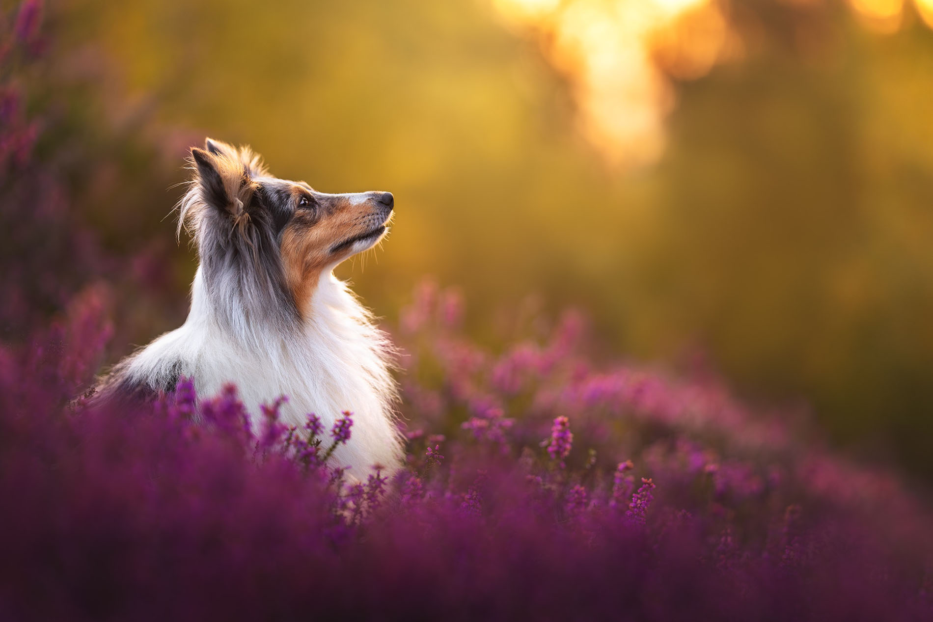 Portrait de sheltie dans les bruyères au coucher du soleil à Rambouillet