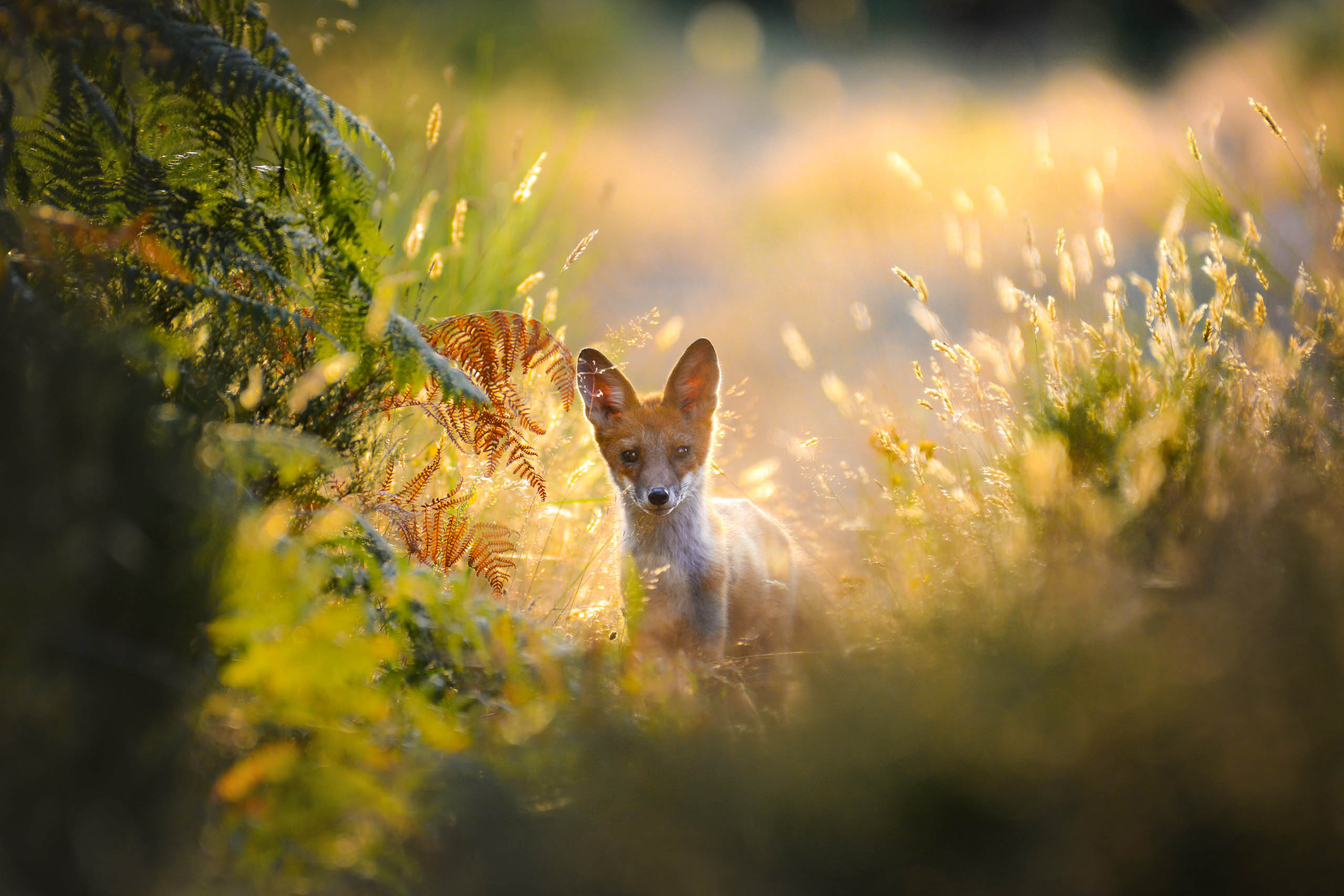 Portrait d'un jeune renard roux curieux en forêt de Fontainebleau