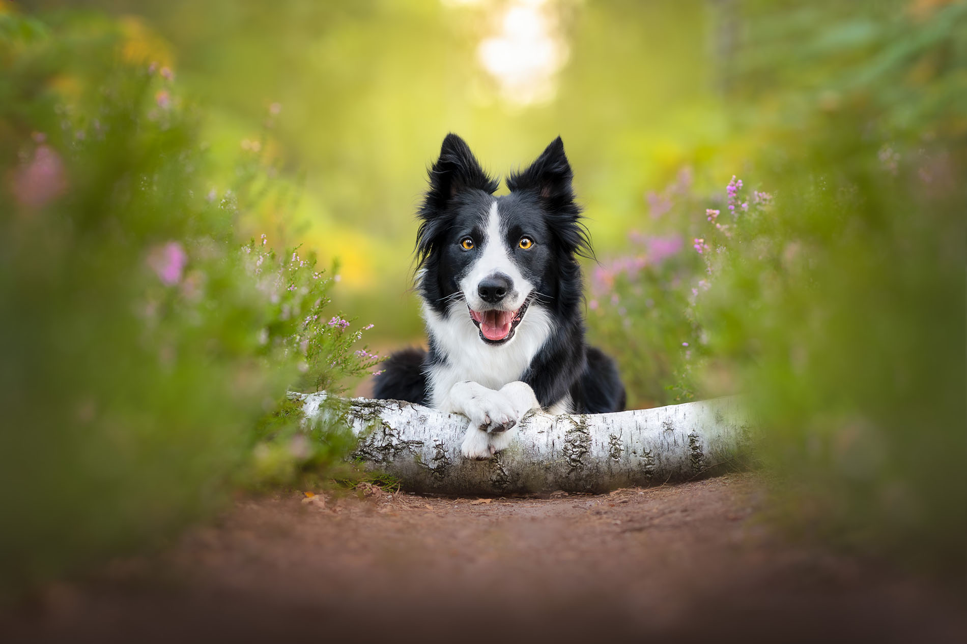 Portrait artistique d'un border collie qui s'appuie sur un tronc d'arbre dans les bruyères - Après retouche