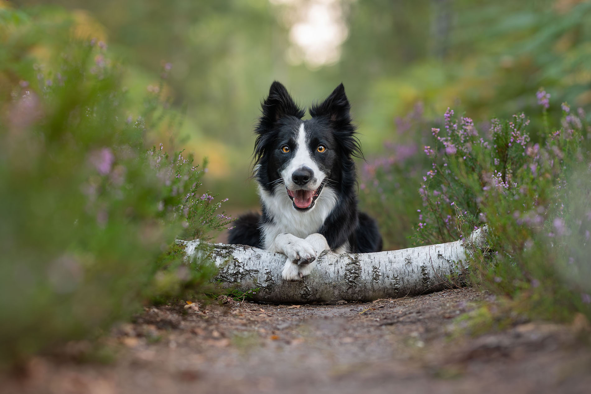 Portrait artistique d'un border collie qui s'appuie sur un tronc d'arbre dans les bruyères - Avant retouche